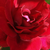 Roșu - Trandafiri târâtori și cățărători, Climber - Red Parfum
